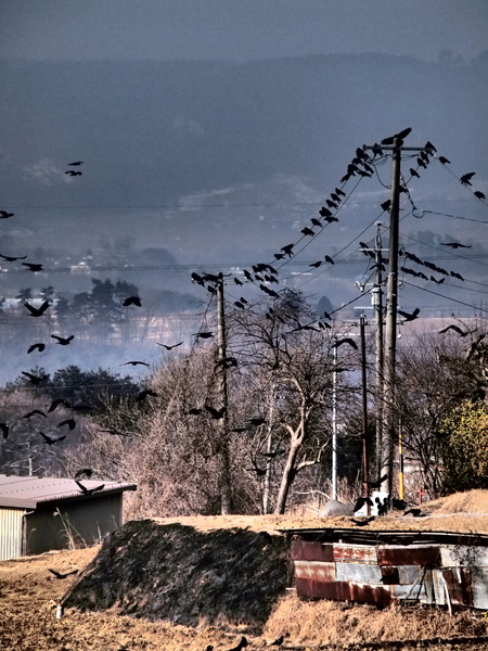 カラスのいる光景
