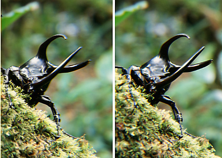 モレンカンプオオカブト(3D立体写真） 