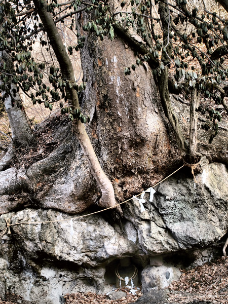 ケヤキの大木の祠