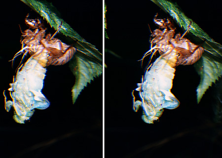 ミンミンゼミの羽化(3D立体写真）