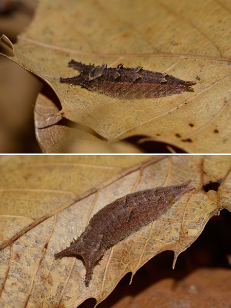 オオムラサキとゴマダラチョウの幼虫