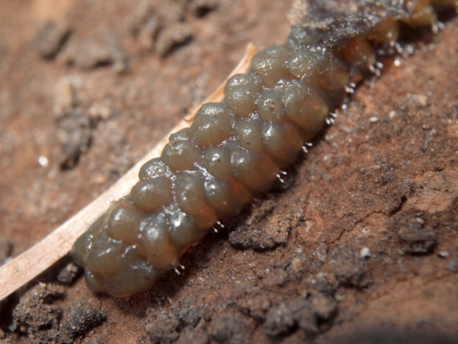 ケヤキの木にクヌギカメムシの卵？
