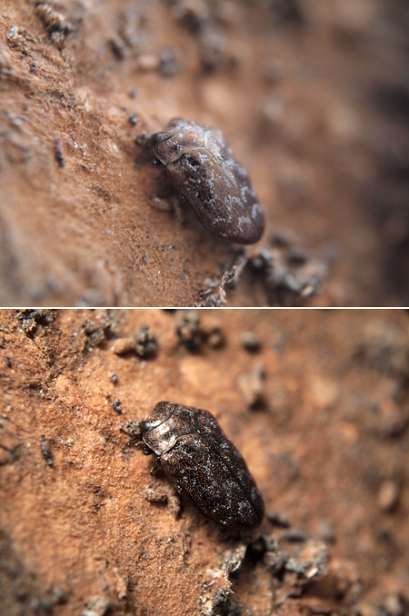 ヤノナミガタチビタマムシ