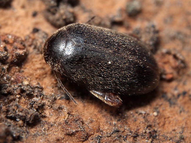 アカアシノミゾウムシ