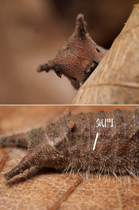 ゴマダラチョウの幼虫