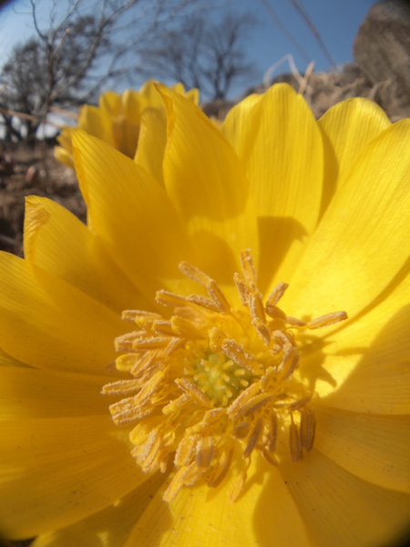 魚露目でフクジュソウ