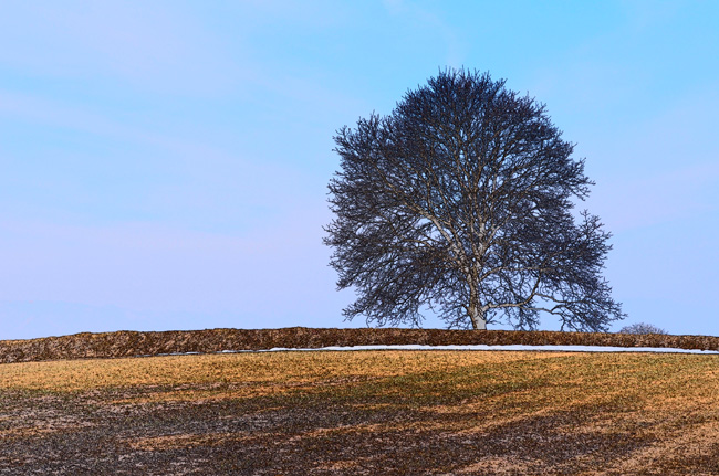 いつものクルミの木をカラースケッチ