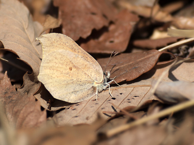 スジボソヤマキチョウ(ミノルタSTF135mm）