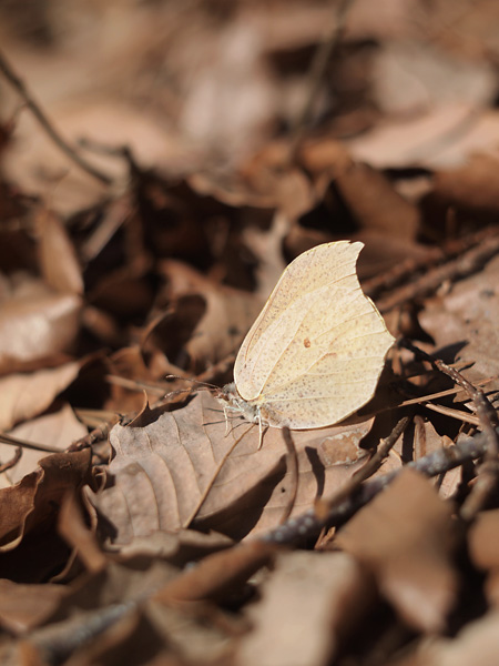 スジボソヤマキチョウ（マクロスイター）