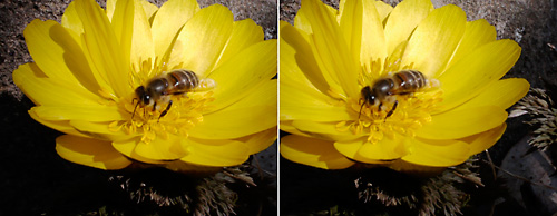 ニホンミツバチ３D