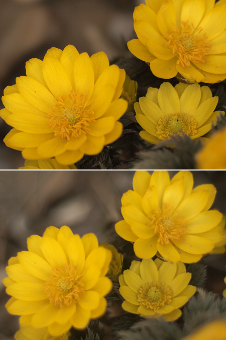 STF135mmVSマクロスイター