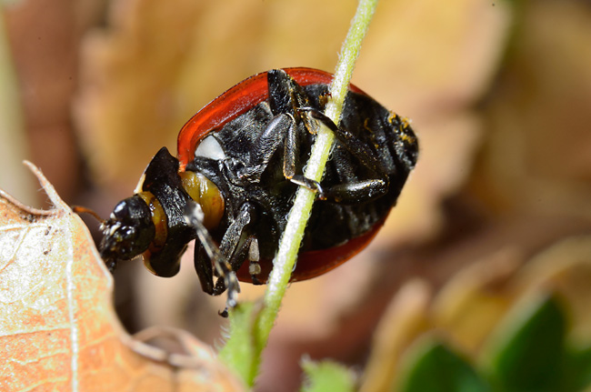 ナナホシテントウの腹面