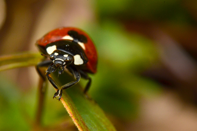 ナナホシテントウ