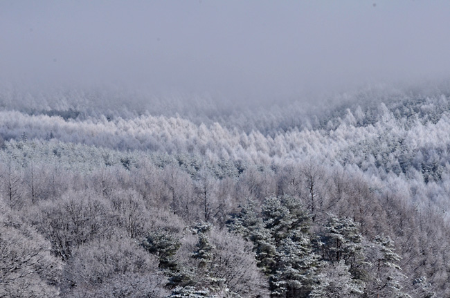 霧氷と雪