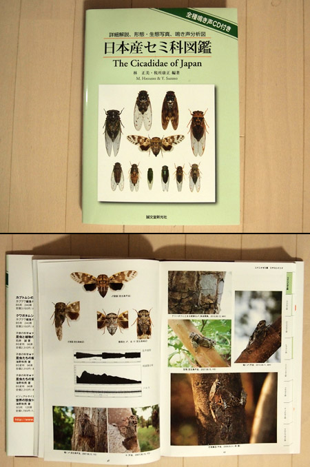 日本産セミ科図鑑