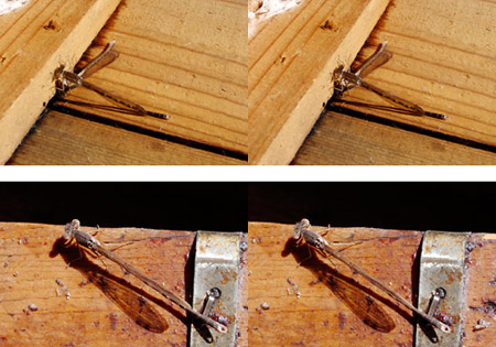 越冬中のオツネントンボ(3D)