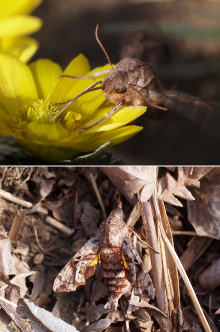 ホシヒメホウジャク