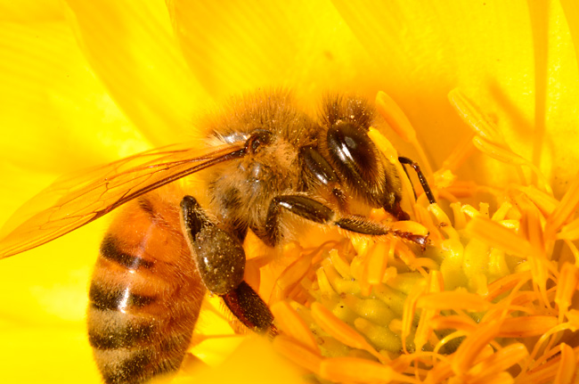 セイヨウミツバチ