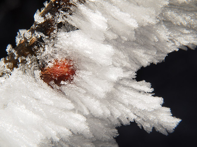 冬芽に付いた霧氷