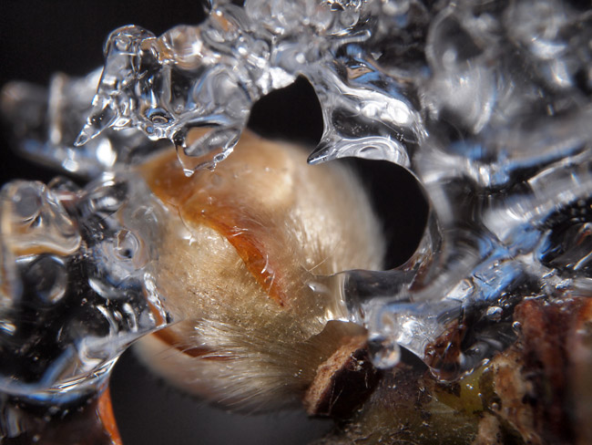 氷に閉じ込められたダンコウバイの花芽