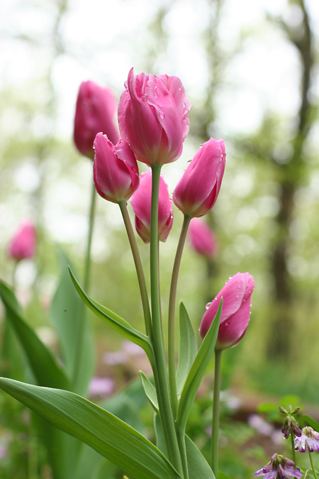 今日もチューリップ