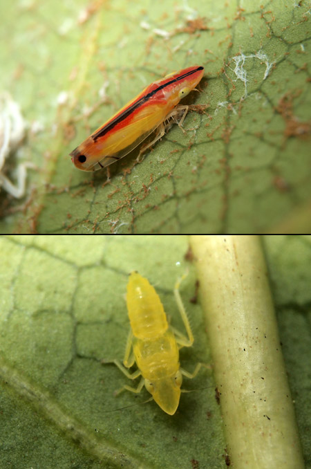 クロスジホソサジヨコバイ