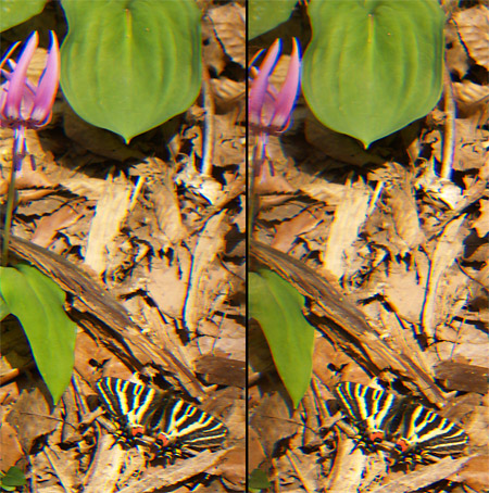 ギフチョウ３Dとカメラのアップデート