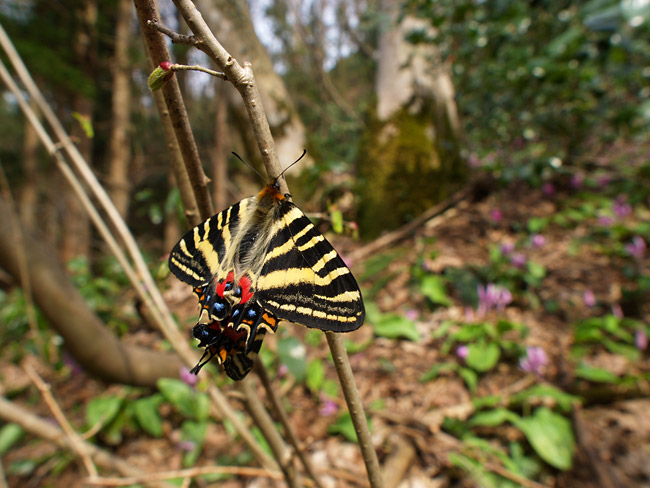 ギフチョウの交尾