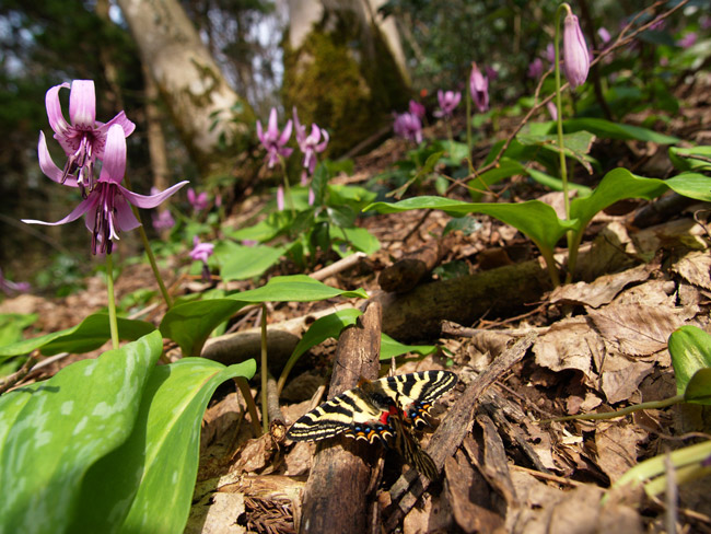 交尾するギフチョウ