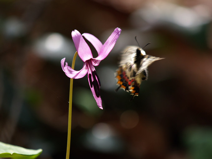 花から飛び立つギフチョウ
