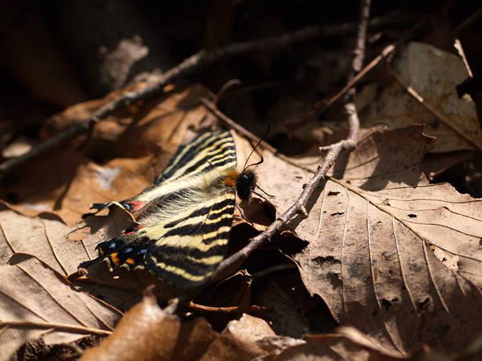 日光浴するギフチョウ