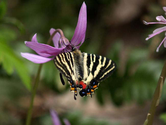 カタクリの花の蜜を吸うギフチョウ