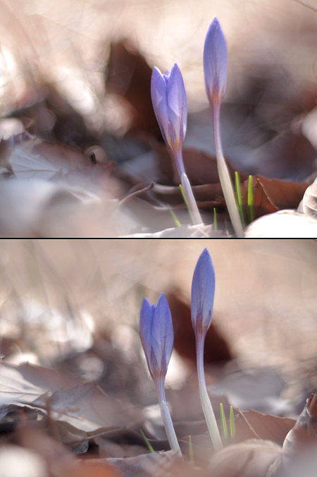 Rollei Planar50mm/1.4 VS MacroSwitar50mm/1.9