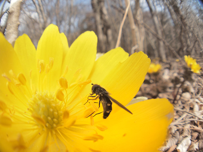 魚露目でフクジュソウとアブ