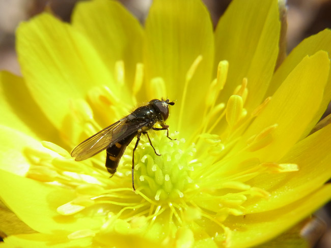 CX5のシーンモードのマクロ