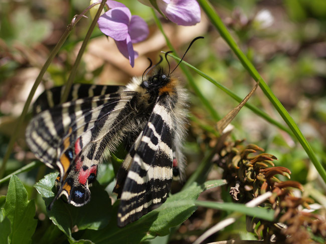 ギフチョウの求愛