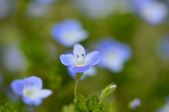オオイヌノフグリを綺麗に撮る
