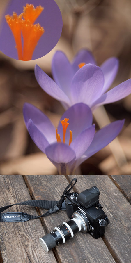 花を開いたクロッカス（Kern-Paillard　YVAR75mm2.8）