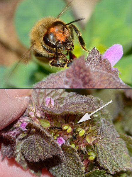 ヒメオドリコソウの蜜腺？