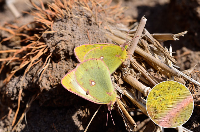 モンキチョウの交尾