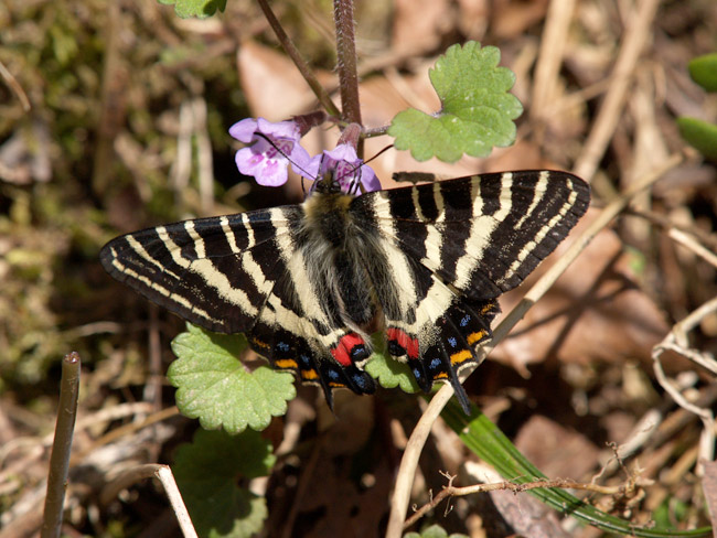 カキドウシの花の蜜を吸うギフチョウ