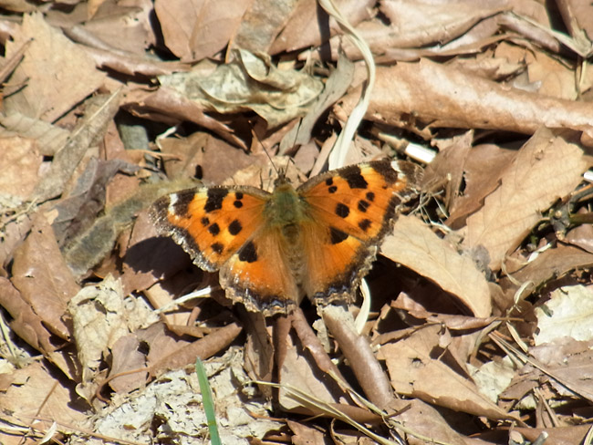 ヒオドシチョウ