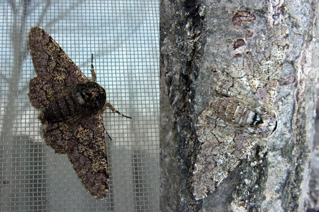 トビモンオオエダシャク