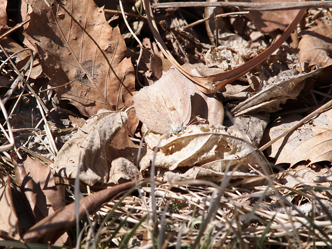 スジボソヤマキチョウのメス