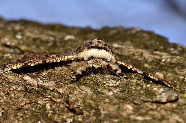 トビモンオオエダシャクの顔