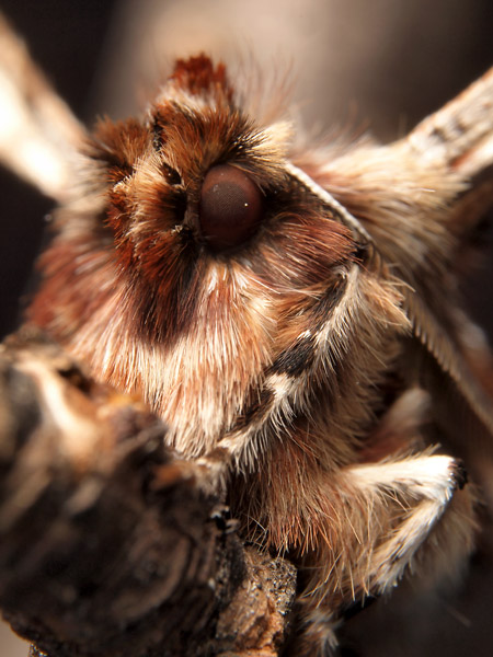 オカモトトゲエダシャクの顔