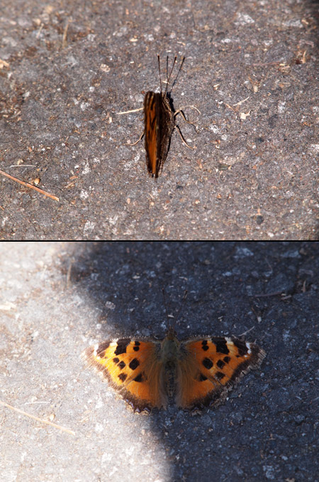 ヒオドシチョウの日光浴