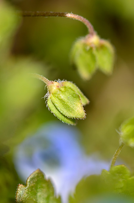 オオイヌノフグリの名前