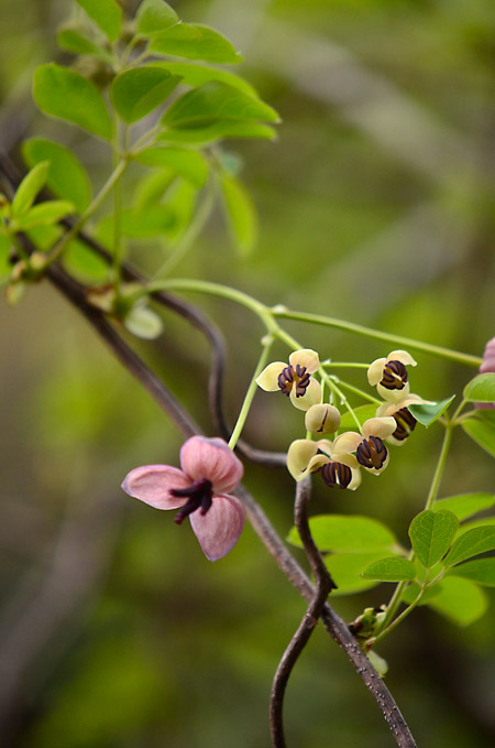 アケビの花