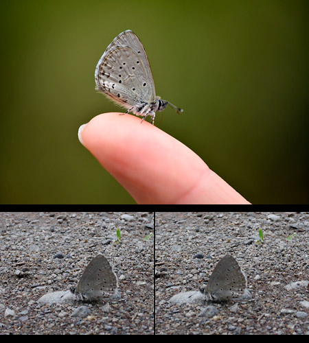 指にのるスギタニルリシジミ